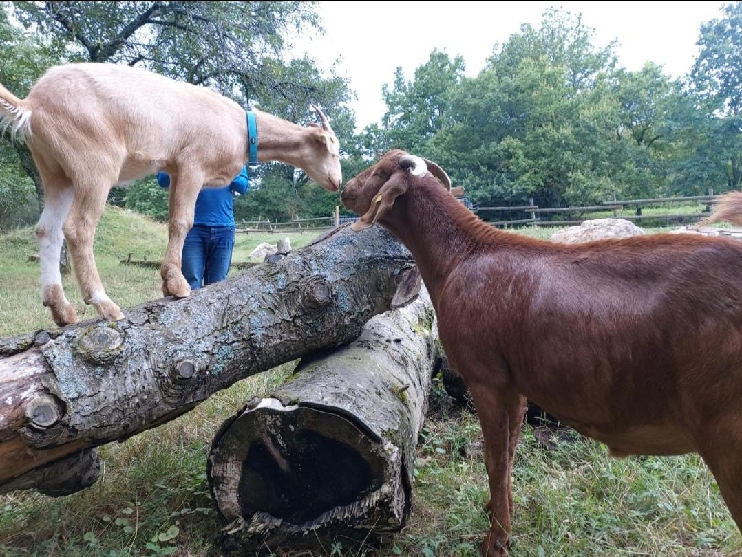 Sometimes Zimmer Gehaichnishof 7Born Maring-Noviand Zewnętrze zdjęcie